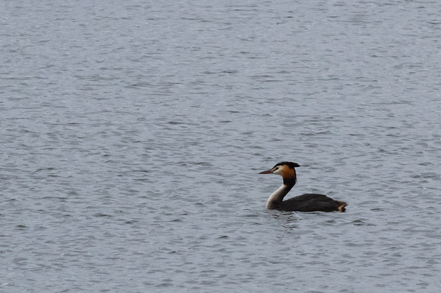 Great Crested Grebe at Reedbed hide