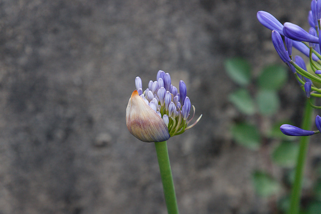 Agapanthus africanus