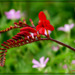 Crocosmia Lucifer .......Bonne soirée et bon we mes ami(e)s ❤️