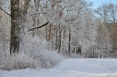 Winterwald