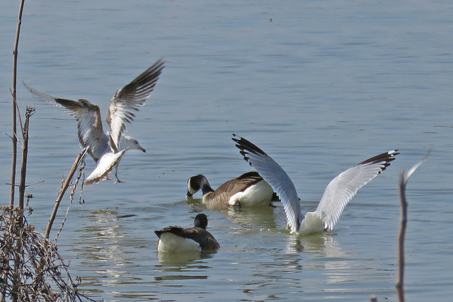 Gulls and Geese