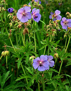 Geranium pratense