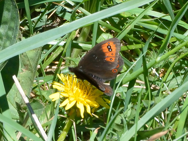 de Prunner's Ringlet (Erebia triaria) DSC 5420