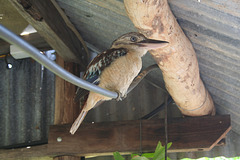 Kookaburra