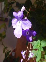 Violette Blüte - viola floro