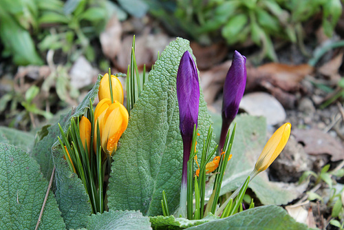 les 1er crocus