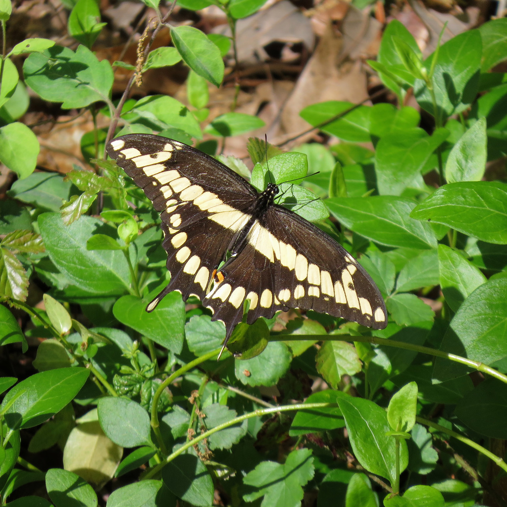 Giant swallowtail