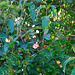 Wild roses are appearing all over the place