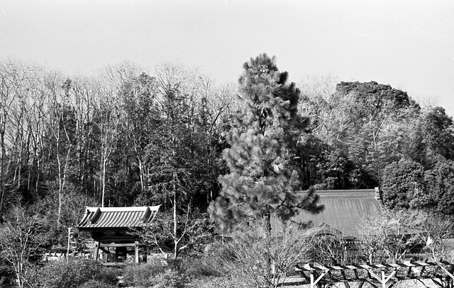 Temple with a tall pine tree