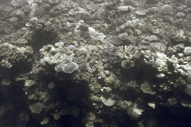 Great Barrier Reef