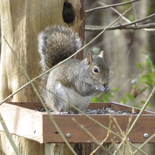 Eastern gray squirrel (Sciurus carolinensis)