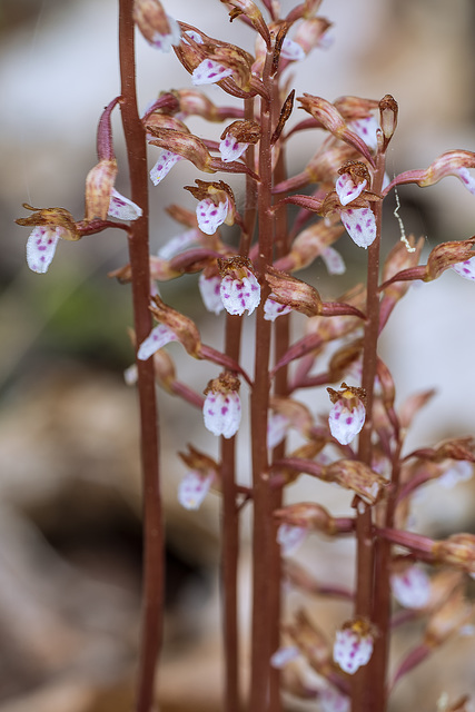 Corallorhiza wisteriana (Wister's Coralroot orchid)