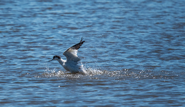 Avocet