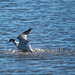 Avocet