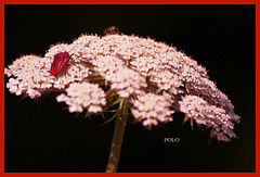 Daucus Carola con un Graphosoma Lineatum