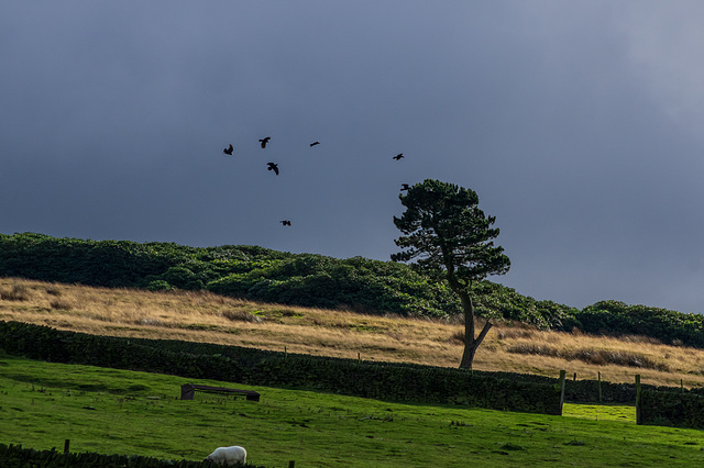 The Raven's favourite tree (2 of 4)