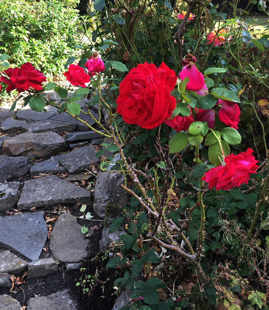 Rosier du jardin