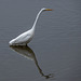 Great white egret