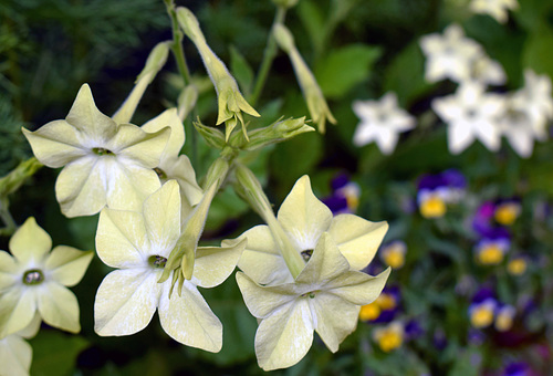 Nicotiana 'Lime Green'