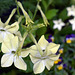 Nicotiana 'Lime Green'