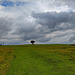 On Cleeve Common