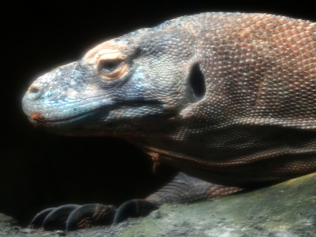 Komodo Dragon