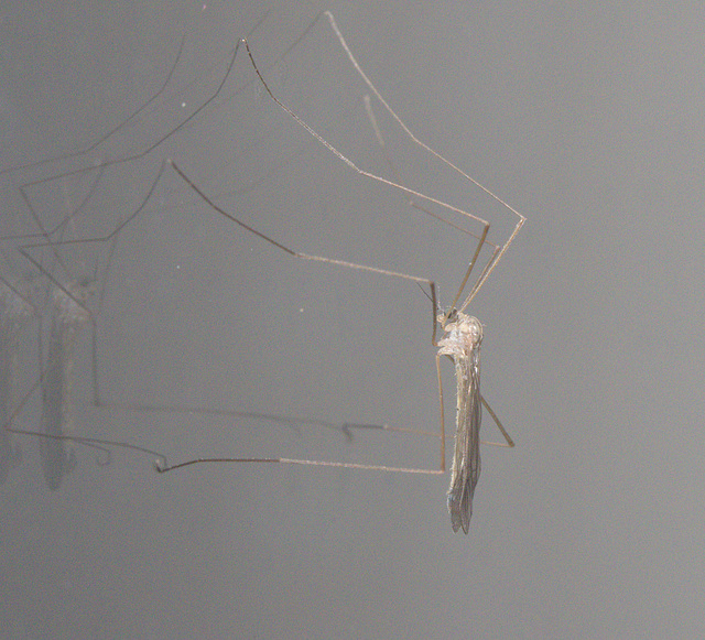 5T2A3535 Crane Fly-1