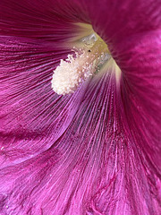 Stockrose …