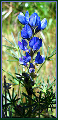 Wild lupin - electric blue