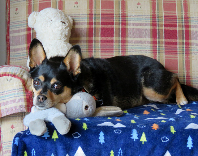 Maggie treats the rabbit as if it were her puppy.