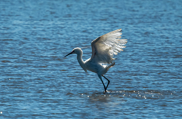 Little egret