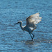 Little egret