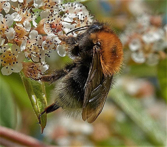 Bee