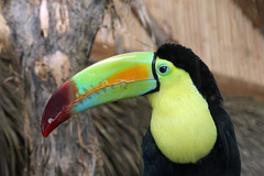 Toucan