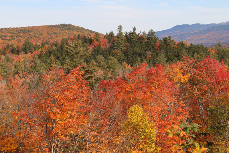 A ridge of pines