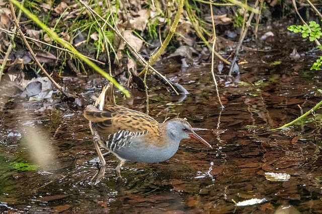 Water rail