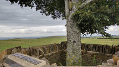 The Memorial Tree on Cleeve Common