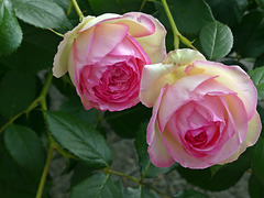 Dans mon jardin