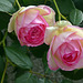 Dans mon jardin