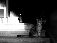 Strangers In The Night