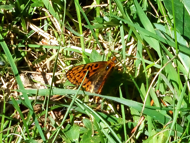 Weaver's Fritillary (Boloria dia) DSC 5408