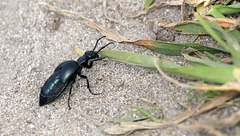 Meloe violaceus