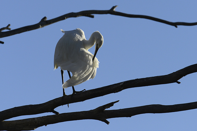 Egretta garzetta, Garça-branca  DSC4663