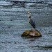 A heron on Afon Rhythallt