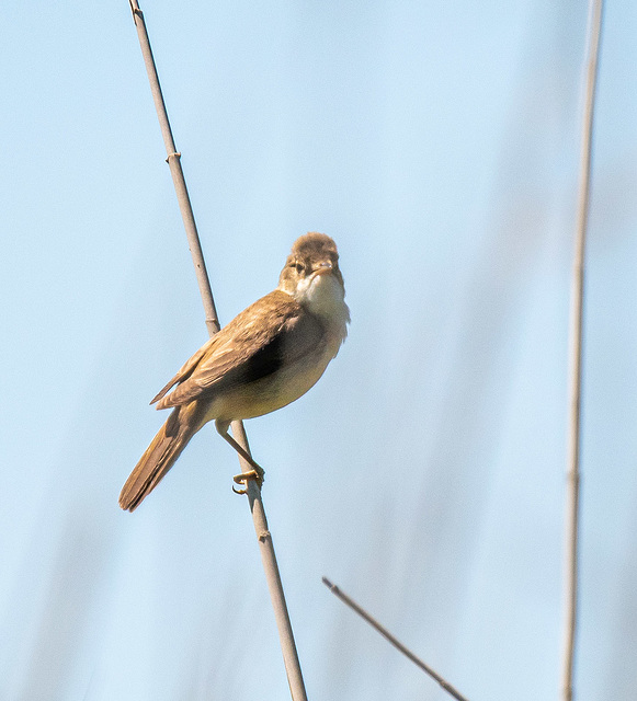 Reed warbler