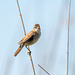 Reed warbler