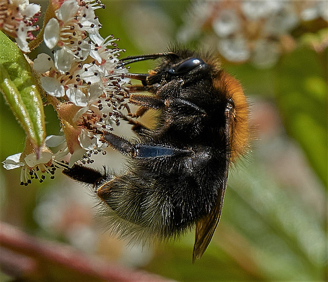 Bee