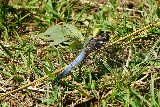 Großer Blaupfeil beim Sonnenbad