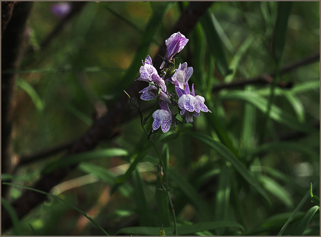 Linaria still blooming