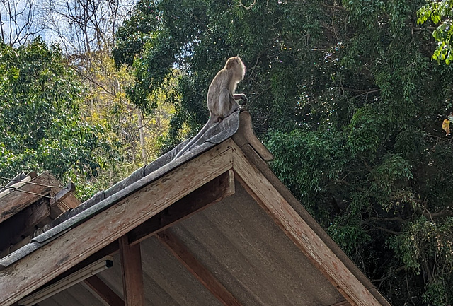 Singe à la hauteur de la situation / Monkey with a nice view all around